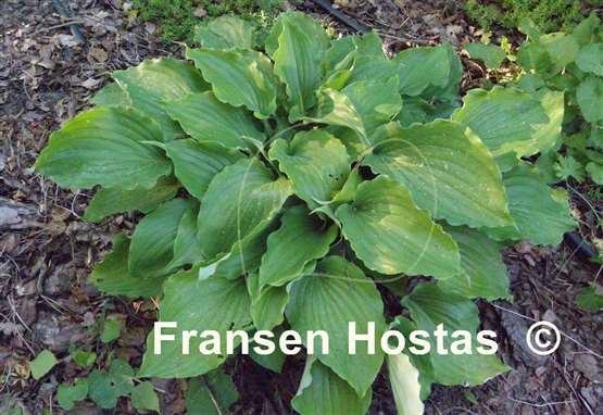 Hosta Candy Kisses